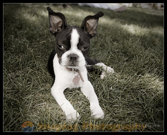 Boston Terrier